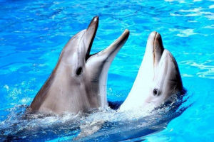 Vědci: dolphins vidět zvuky v trojrozměrném obrazu Vědci: dolphins vidět zvuky v trojrozměrném obrazu